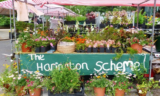 harington-scheme