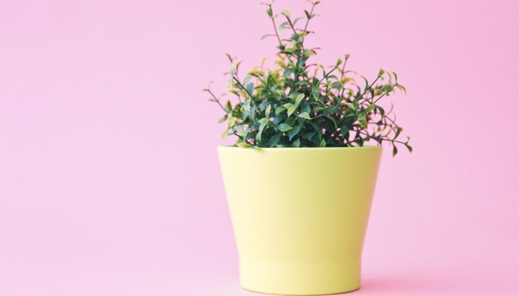 plant-pot-min