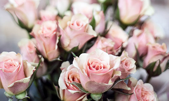 roses