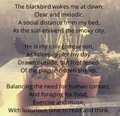 BLACKBIRD SINGING IN THE TIME OF PLAGUE, Maggy Meade-King
