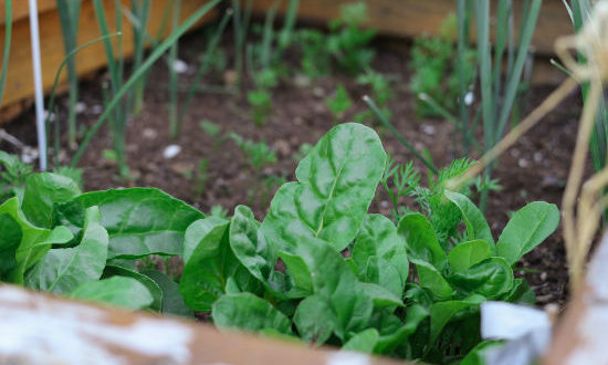 kitchen-garden-feature